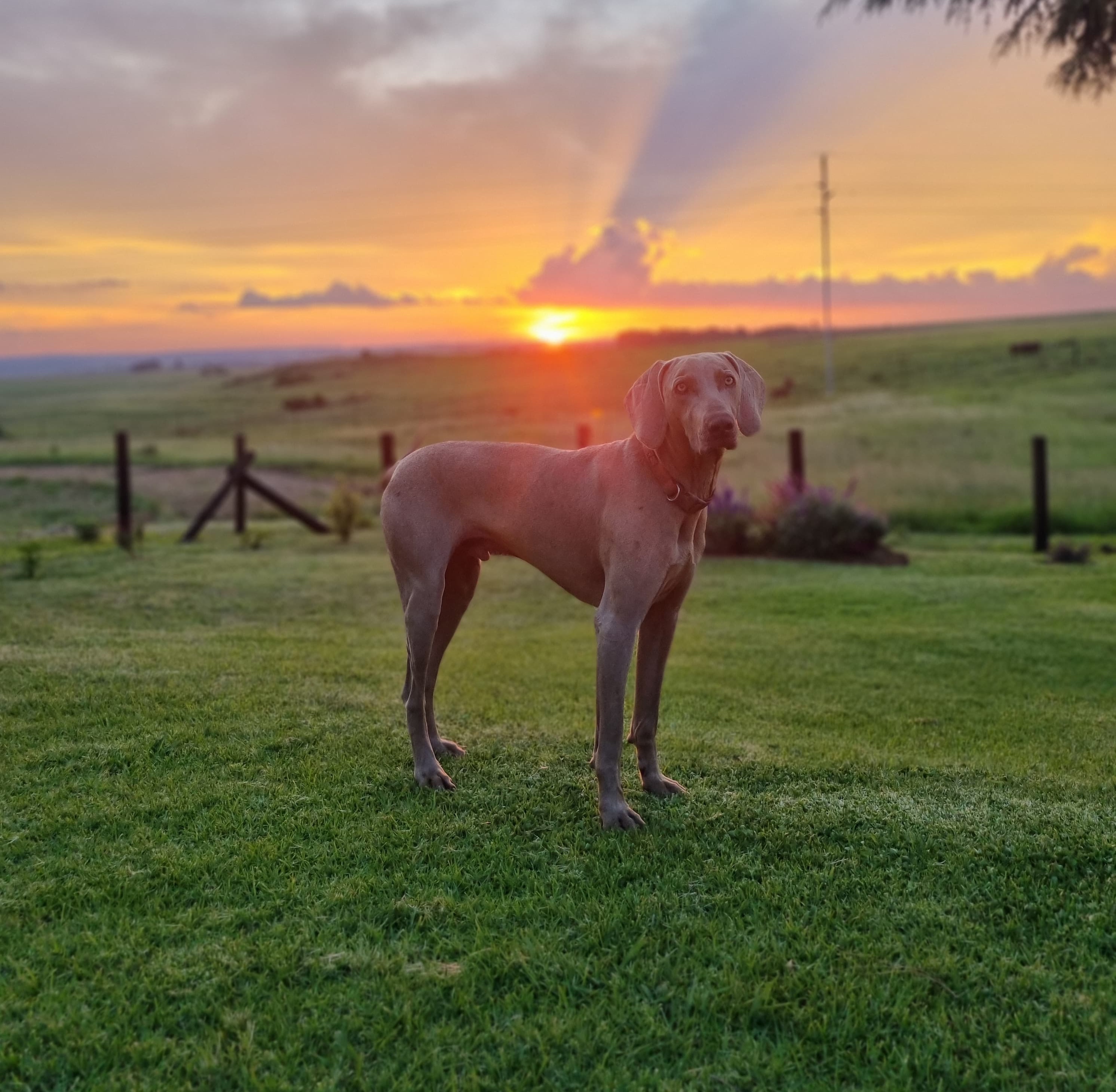 pet friendly farmhouse in Dullstroom, Mpumalanga pet friendly