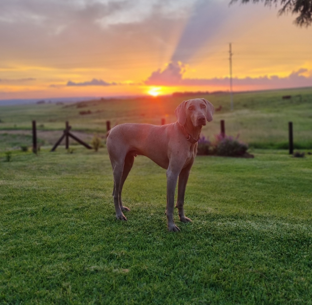 Dog-friendly farmhouse in Dullstroom, Mpumalanga