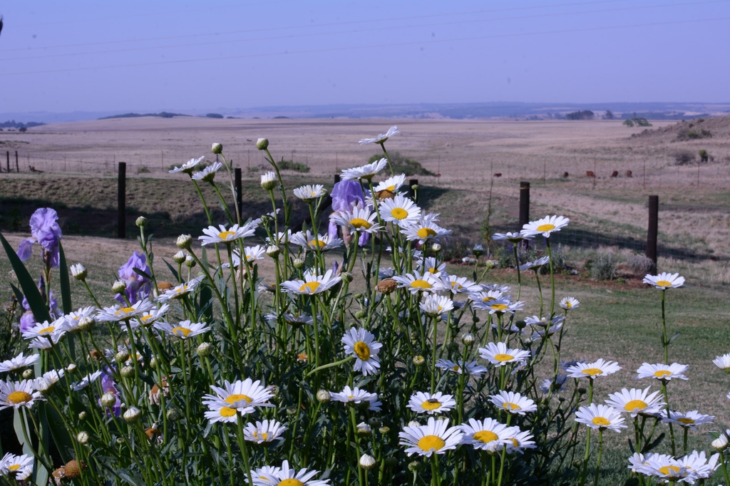Daisies and irises in the farmhouse garden